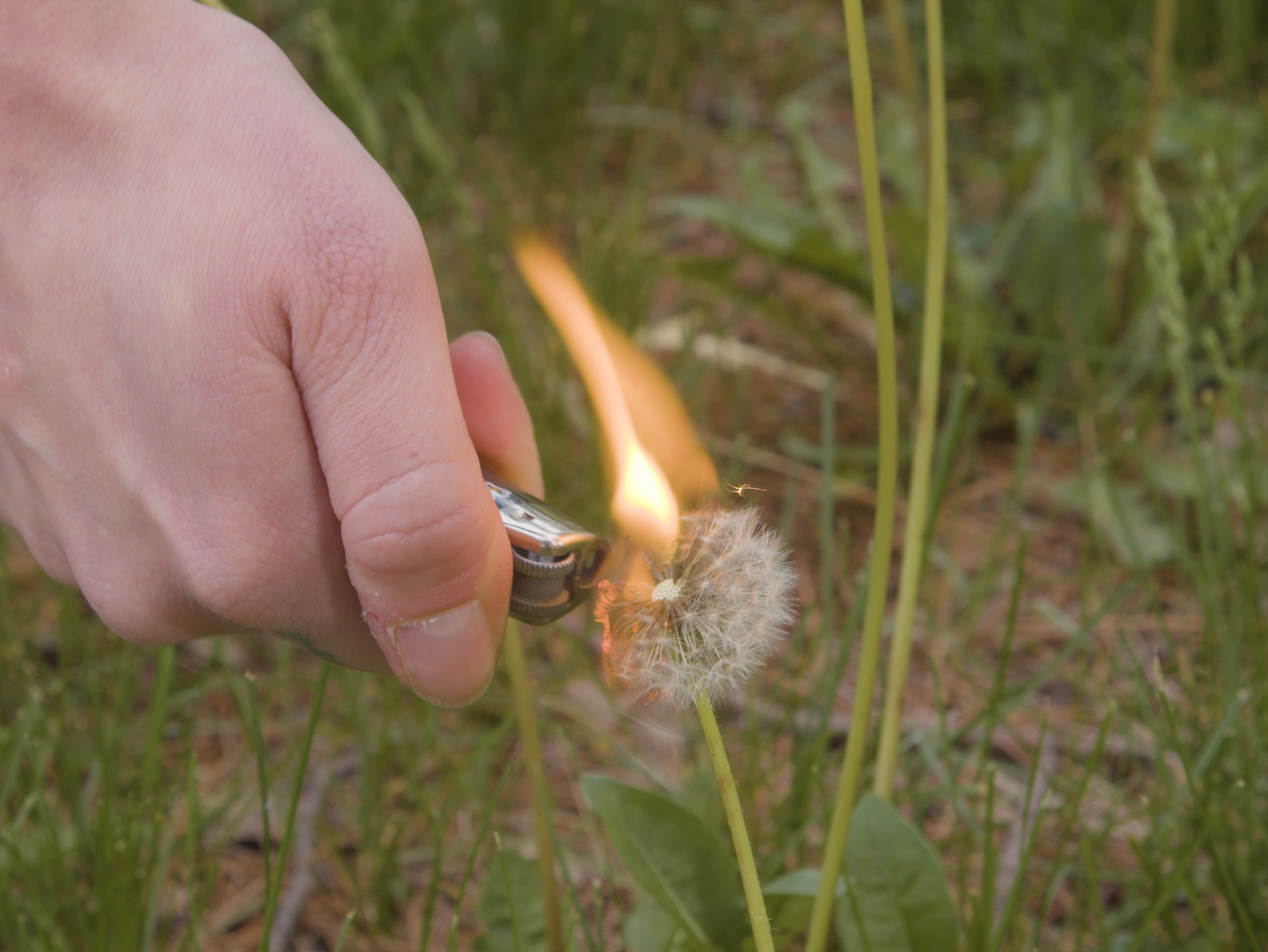 Burning a dandelion.